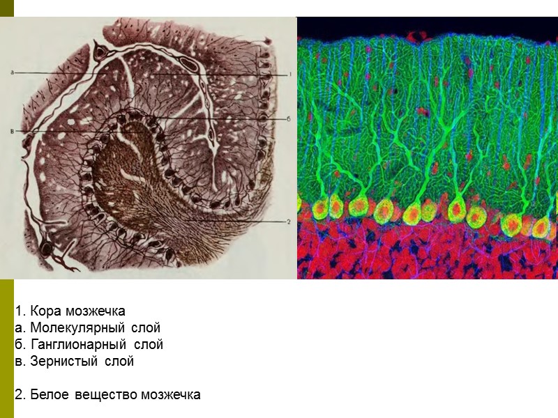 1. Кора мозжечка а. Молекулярный слой б. Ганглионарный слой в. Зернистый слой  2.